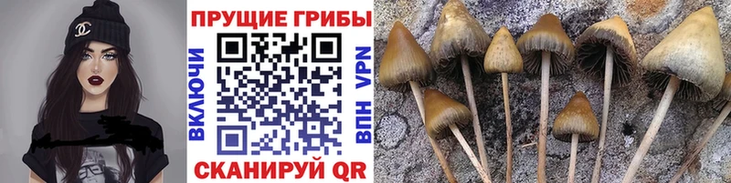 магазин  наркотиков  KRAKEN как войти  Псилоцибиновые грибы мухоморы  Симферополь 